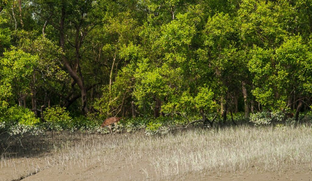 sundarbans national park 