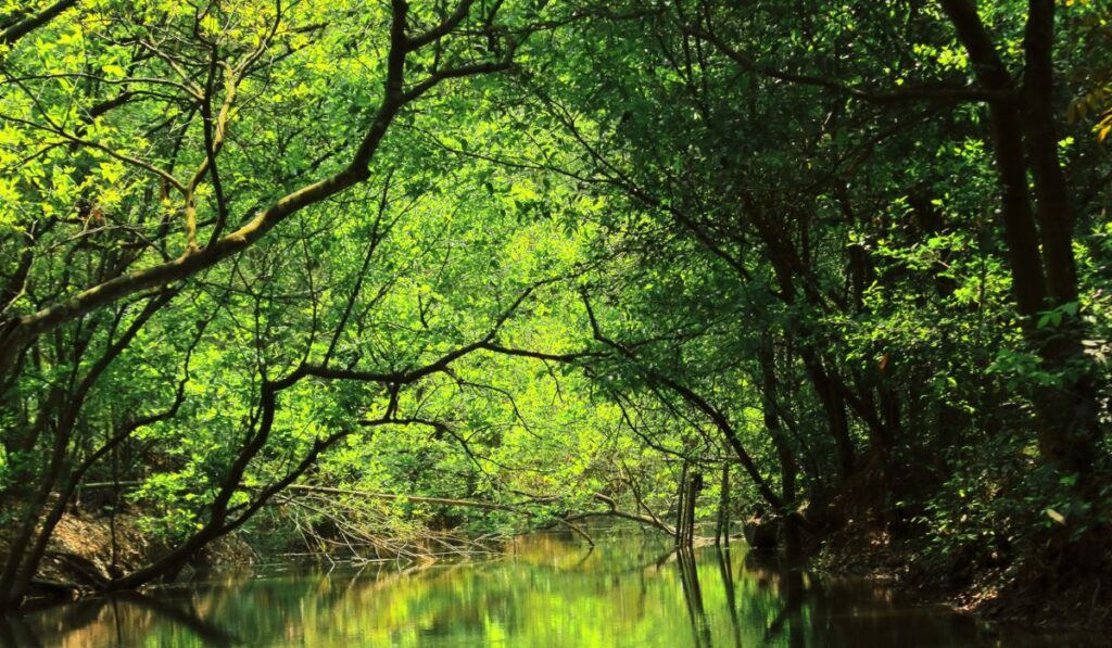 sundarbans national park 