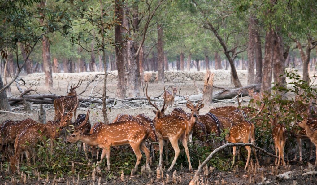 sundarbans national park 