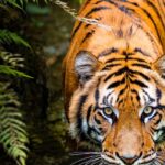 Sundarbans National Park: A Natural Treasure