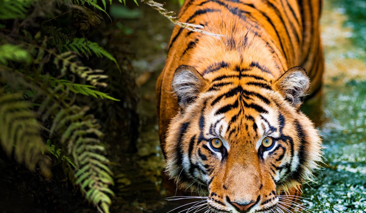 sundarbans national park