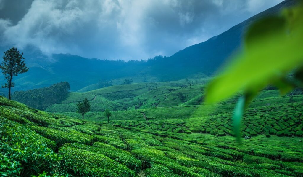 Munnar Places to Visit in India